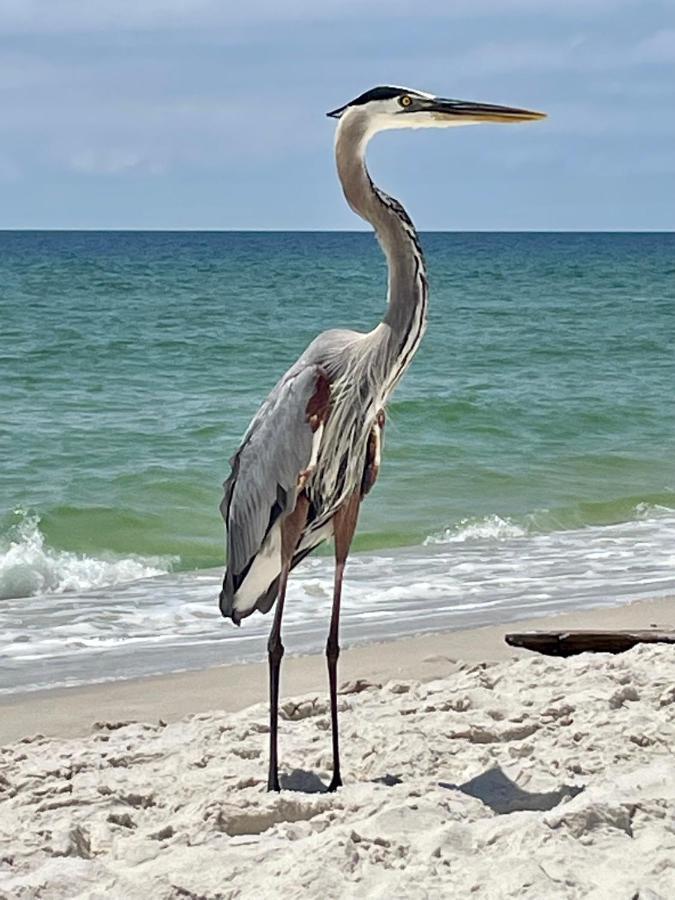 Apartamento Shoalwater 704 Orange Beach Exterior foto